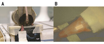 Experimental set-up for 2D oxygen measurements on mouse foot