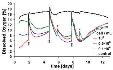 DO kinetics of 3D chondrocyte cultures in 24-well OxoDishes over 13-day cultivation period