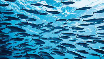 Optical Sensors in Deep Sea Research - School of Fish