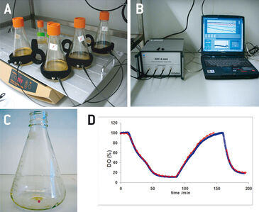 Set-up of optical monitoring in insect cells with O2 sensor inside shake flask