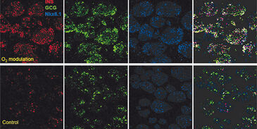 Immunofluorescence of stem cells terminally differentiated