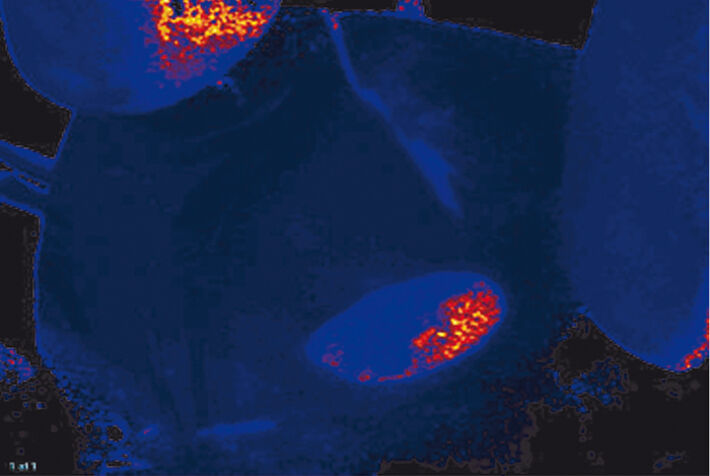 Sauerstoffbild der Mausniere nach Platzierung des Okkluders