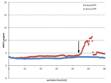 Graph of arterial and venous pO2 during active muscle perfusion with heparinized autologous blood