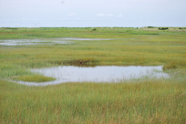 Salt marsh pond in northeastern USA