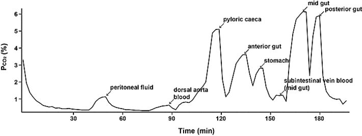 pCO2 Messungen in verschiedenen Darmabschnitten einer Forelle