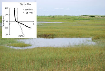 CO2 monitoring with optical sensor in tidal pond