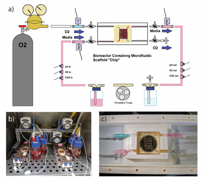 Schematic illustration and pictures of lung-on-a-chip experimental setup