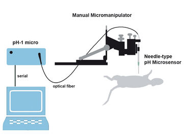 Schematic illustration of monitoring tumor microenvironments in anaesthetized rats