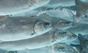 Fischschwarm - OXYBase eignet sich ideal für die O2 Überwachung in Aquakultur