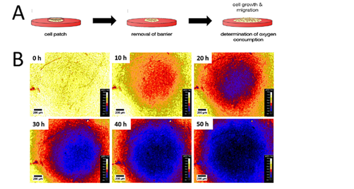 O2 levels and gradient formation of MDCK II cells growing on O2 Sensor Foil