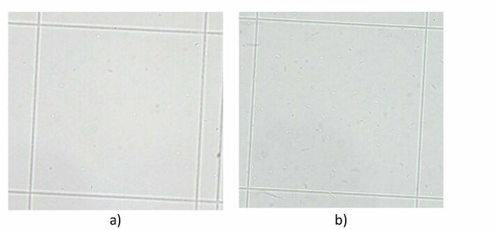 E. coli bacteria in square of hemocytometer for two tested samples