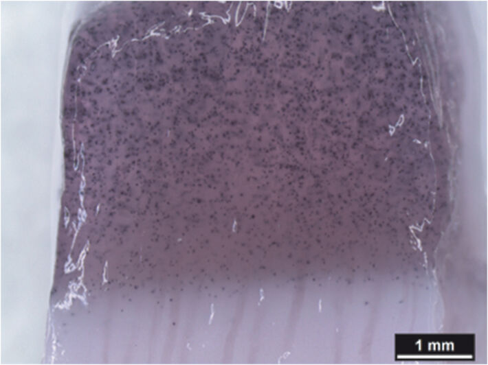 Zweischichtiges Alginat-basiertes Gerüst mit lebensfähigen eingebetteten Chondrozyten (violette Punkte, MTT-Färbung)