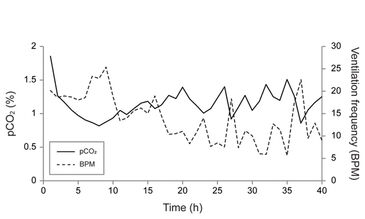 CO2 measurements in the haemolymph of a water-breathing dragonfly nymph