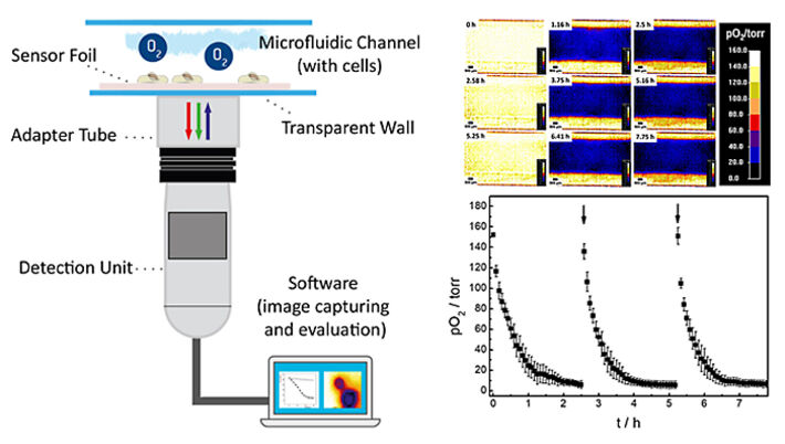 Schematische Darstellung des Versuchsaufbaus für O2 Imaging in Mikrofluidik mit VisiSens A1, Pseudocolor-Bilder der Sauerstoffverteilung und entsprechende O2 Graphen