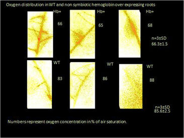 Oxygen distribution in wild-type and hemoglobin over-expressing barley roots