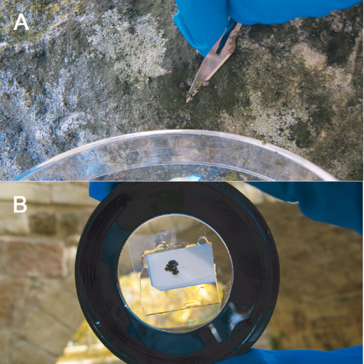 Collecting lichen by scraping and sample prepared for imaging