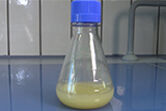 Picture of shake flask with plant cell suspension culture