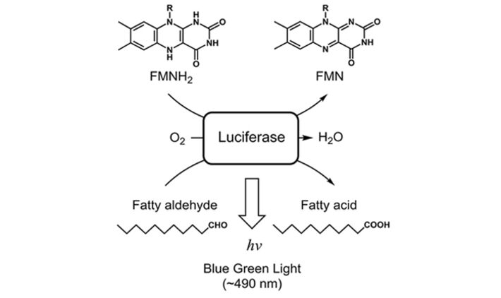Luciferase reaction scheme