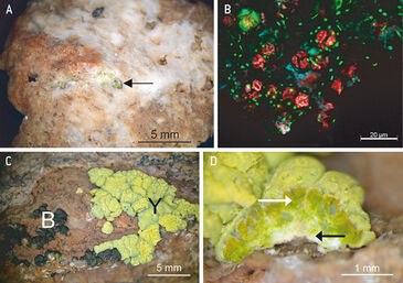 Stereoscopic microscopy view of endolithic microbial communities