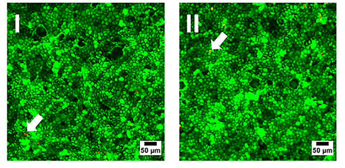 Lebend-tot-Färbung von MDCK II Zellen, die bis zur Konfluenz auf Standard-Zellkulturschale (I) oder auf O2 Sensorfolie SF-RPSu4 ausgesät wurden