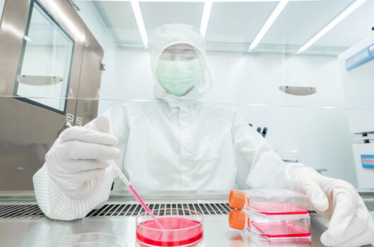 Labormitarbeiter nimmt Zellkultur mit Pipette aus Petri Schale auf
