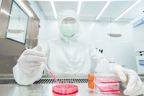 Laborarbeiter nimmt Zellkultur mit Pipette aus Petrischale auf