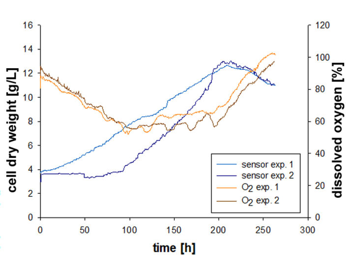 Biomass and O2 in S. fruticosa culture measured with SFR vario