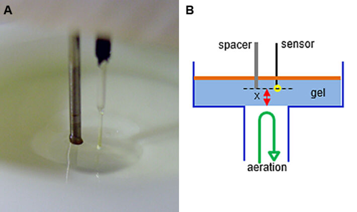 O2 microsensor and alignment spacer in agaorse hydrogel and schematic illustration 
