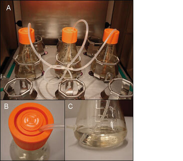 Experimental set-up for kLa determination in shake flasks
