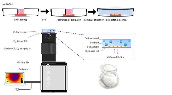 Schematic illustration of cell spot generation on O2 sensor foil and imaging VisiSens TD MIC configuration