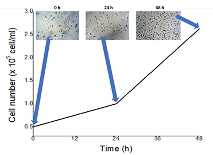 Wachstumskurve von MRC-5-Zellen während 48 h Kultivierung in Mikrofluidik-Chip