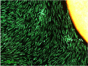 Close-up image of cells growing around an oxygen sensor spot inside a SensorDish by PreSens.
