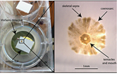 Experimental set-up for 2D oxygen monitoring in coral spat