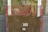 Rhizobox with durum wheat and chickpea plants growing together; pH sensor foils attached to the inner surface 